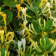 Attēlu rezultāti vaicājumam “Lonicera xylosteum flower”