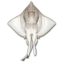 Image result for Dipturus intermedius