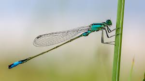 Attēlu rezultāti vaicājumam “Ischnura elegans”