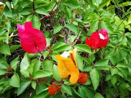 Image result for bougainvillea