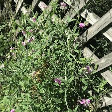 Attēlu rezultāti vaicājumam “Lathyrus latifolius fruit”