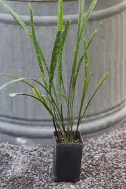 Attēlu rezultāti vaicājumam “Stemonaria irregularis young”