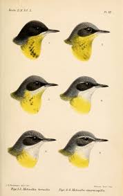 Attēlu rezultāti vaicājumam “Motacilla flava flava”