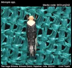 Attēlu rezultāti vaicājumam “Monopis monachella”