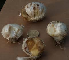 Attēlu rezultāti vaicājumam “Allium holandicum”