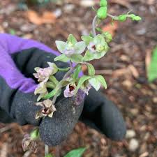 Attēlu rezultāti vaicājumam “Epipactis helleborine flower”