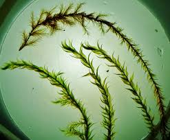 Attēlu rezultāti vaicājumam “Warnstorfia exannulata”