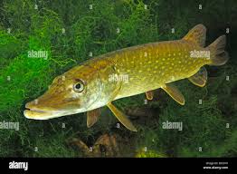 Image result for Esox lucius