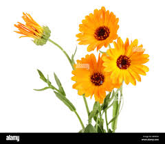 Attēlu rezultāti vaicājumam “Calendula officinalis leaf”