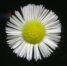 Attēlu rezultāti vaicājumam “Erigeron annuus flower”
