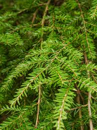 Attēlu rezultāti vaicājumam “Tsuga canadensis”