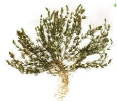 Attēlu rezultāti vaicājumam “Chara aspera”