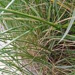 Attēlu rezultāti vaicājumam “Ammophila arenaria”