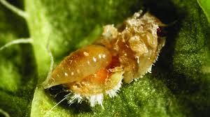 Attēlu rezultāti vaicājumam “Trioza dispar nymph”