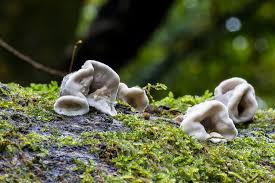 Attēlu rezultāti vaicājumam “Auricularia mesenterica”