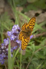 Attēlu rezultāti vaicājumam “Clossiana euphrosyne upperside”