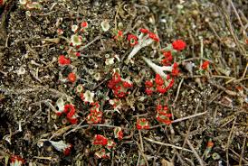 Attēlu rezultāti vaicājumam “Cladonia coccifera”