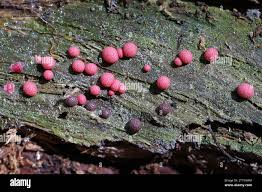 Attēlu rezultāti vaicājumam “Lycogala roseosporum macro”