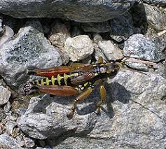 Attēlu rezultāti vaicājumam “Podisma pedestris”