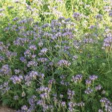 Image result for Phacelia