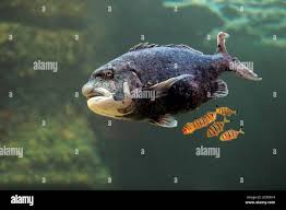 Image result for Cymatoceps nasutus