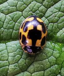 Attēlu rezultāti vaicājumam “Propylea quatuordecimpunctata”