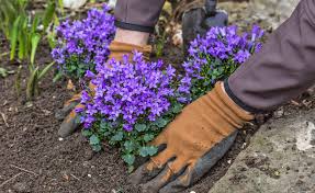 Image result for Glockenblumen