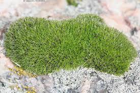 Attēlu rezultāti vaicājumam “Grimmia muehlenbeckii”