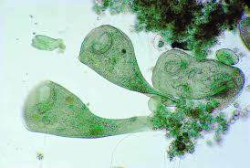 Attēlu rezultāti vaicājumam “Physarum bivalve sessile”