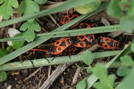 Attēlu rezultāti vaicājumam “Pyrrhocoris apterus”