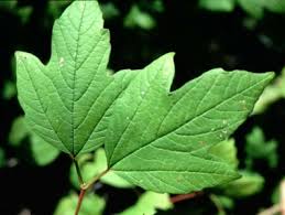 Attēlu rezultāti vaicājumam “Viburnum opulus leaf”