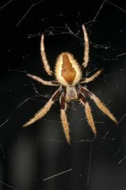 Attēlu rezultāti vaicājumam “Araneidae”