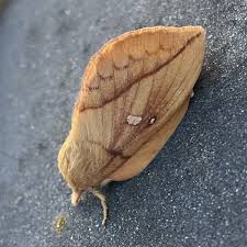 Attēlu rezultāti vaicājumam “Euthrix potatoria imago”