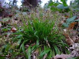 Attēlu rezultāti vaicājumam “Luzula pilosa bud”