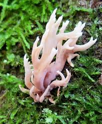 Attēlu rezultāti vaicājumam “Clavulinopsis cinerioides”