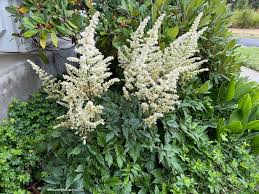 Attēlu rezultāti vaicājumam “Astilbe chinensis leaf”