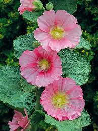 Attēlu rezultāti vaicājumam “Alcea rosea flower”