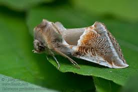 Attēlu rezultāti vaicājumam “Habrosyne pyritoides”