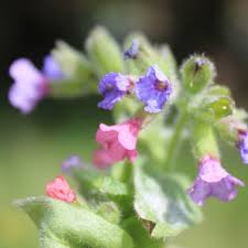 Image result for Lungenkraut