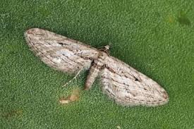 Attēlu rezultāti vaicājumam “Eupithecia sinuosaria”