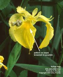 Attēlu rezultāti vaicājumam “Iris pseudacorus flower”