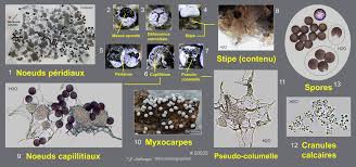 Attēlu rezultāti vaicājumam “Badhamia flavoglauca spores”