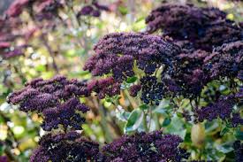 Attēlu rezultāti vaicājumam “Hylotelephium maximum leaf”