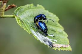 Attēlu rezultāti vaicājumam “Agelastica alni”