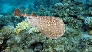 Image result for Torpedo marmorata