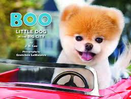 Image result for boo