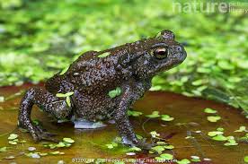 Attēlu rezultāti vaicājumam “Bufo bufo juvenile”