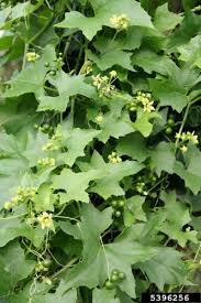 Attēlu rezultāti vaicājumam “Bryonia alba leaf”