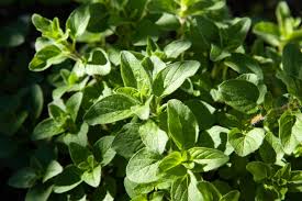 Image result for Oregano