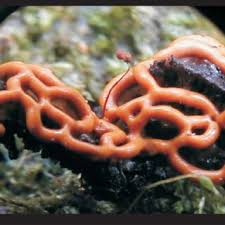 Attēlu rezultāti vaicājumam “Diderma hemisphaericum macro”